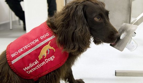 5 projectes innovadors en la detecció i tractament del càncer